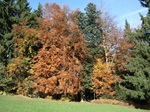 Trockener_Wald_1